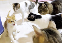 狂暴な新入り子猫を5匹の先住猫達に初対面させたら大変なことに! 先住猫に囲まれる保護子猫