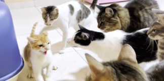 先住猫に囲まれる保護子猫