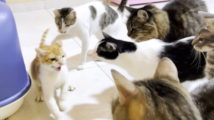 先住猫に囲まれる保護子猫