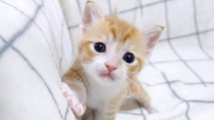 甘えん坊な子猫