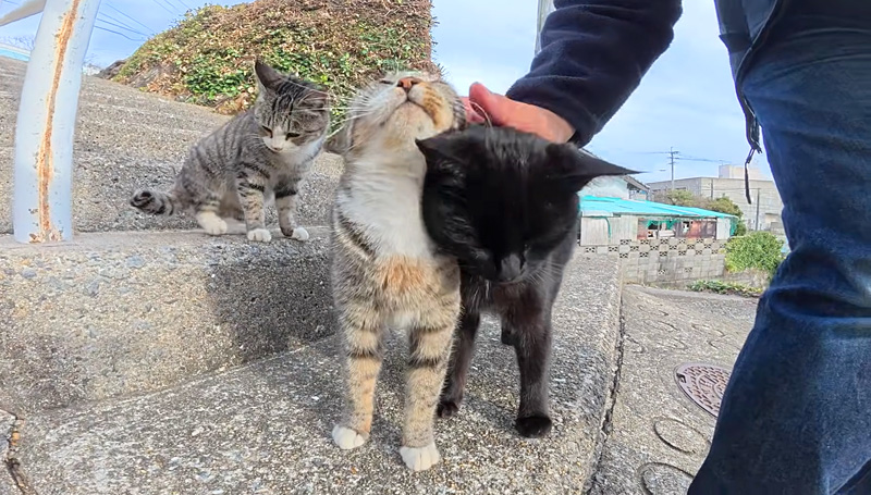 ナデナデされる坂道の猫達