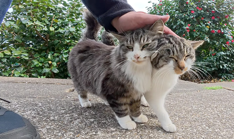 ナデナデされたい坂道の猫達