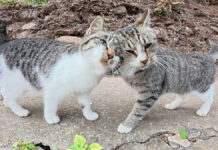 ナデナデされたい坂道の猫達