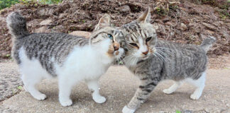 ナデナデされたい坂道の猫達