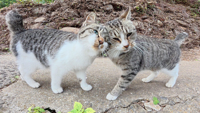 ナデナデされたい坂道の猫達