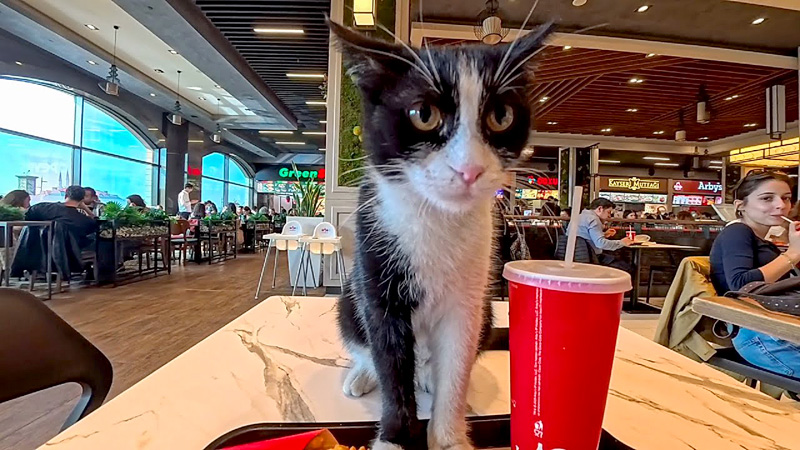 フードコートで出会った猫