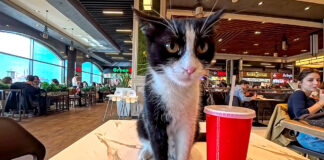 フードコートで出会った猫