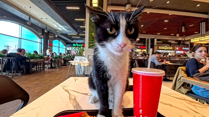 フードコートで出会った猫