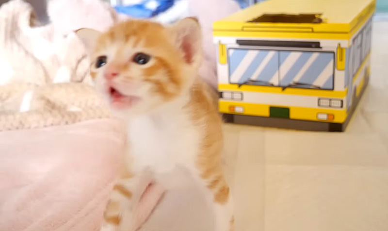 遊んで欲しい子猫