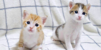 養育主さんと遊ぶ子猫達