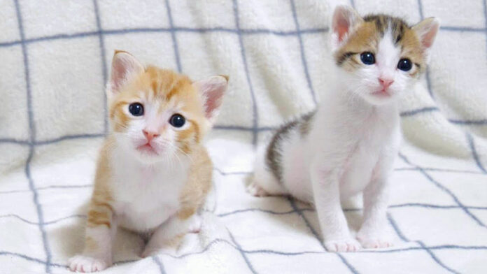 養育主さんと遊ぶ子猫達