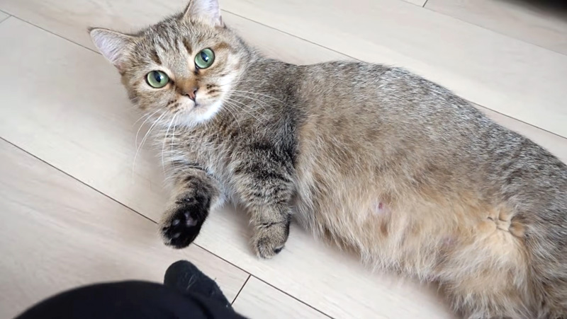 飼い主さんに甘えるママ猫