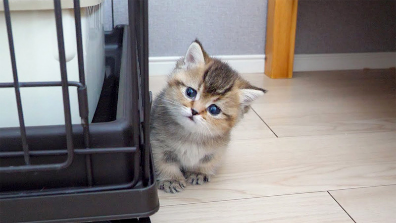 ママ猫を羨ましそうに見つめる子猫