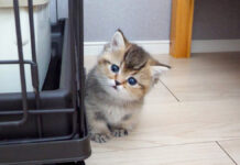 ママ猫を羨ましそうに見つめる子猫