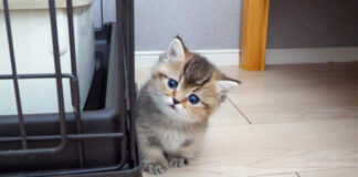 ママ猫を羨ましそうに見つめる子猫