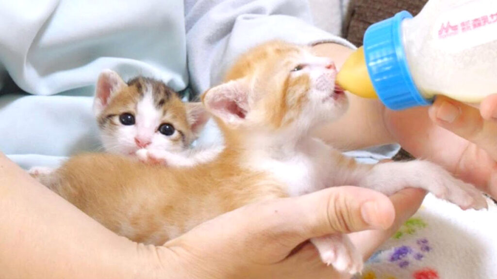 ミルクに気づいた子猫達がモキュモキュ言いながら膝に登ってきた (*´ω