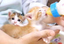 ミルクを飲む子猫