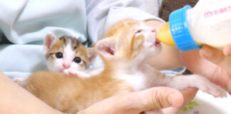 ミルクを飲む子猫