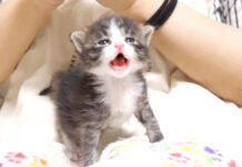 ミルクをおねだりする子猫