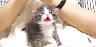 ミルクをおねだりする子猫