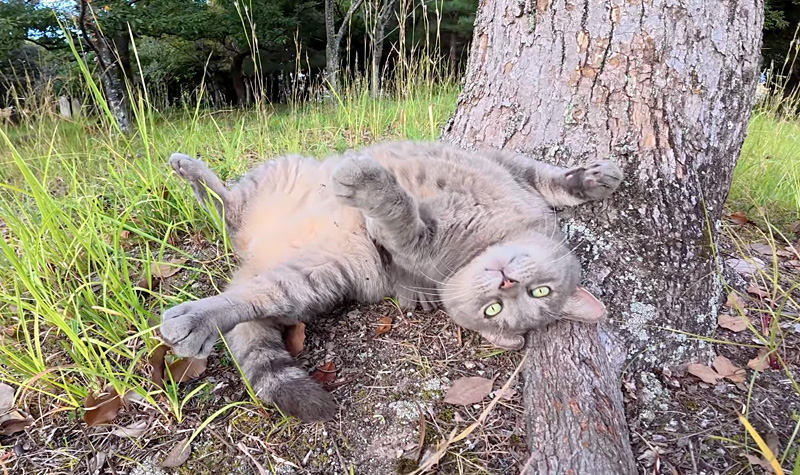 モフモフして欲しい猫