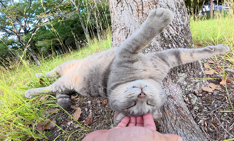 ナデナデされる猫