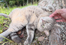 ヘソ天でナデナデを堪能する猫