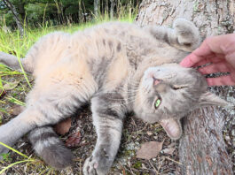 ヘソ天でナデナデを堪能する猫