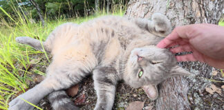 ヘソ天でナデナデを堪能する猫