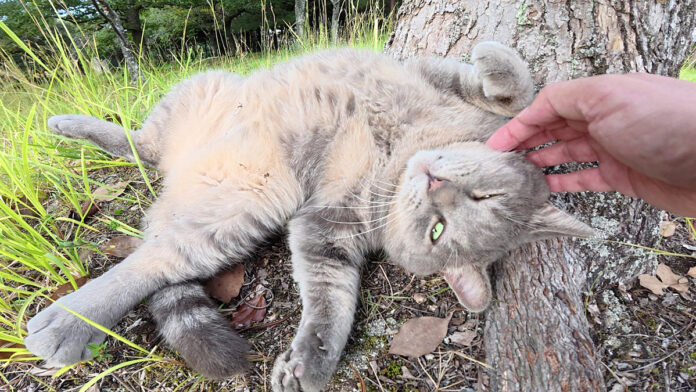 ヘソ天でナデナデを堪能する猫