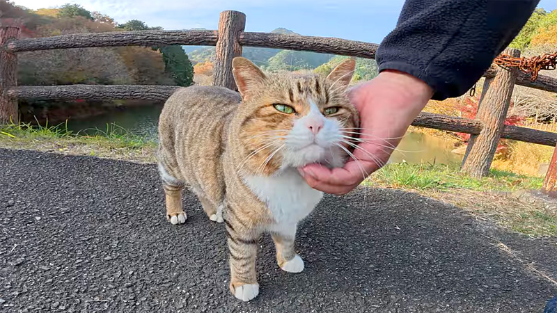 ほっぺをムニムニされた猫