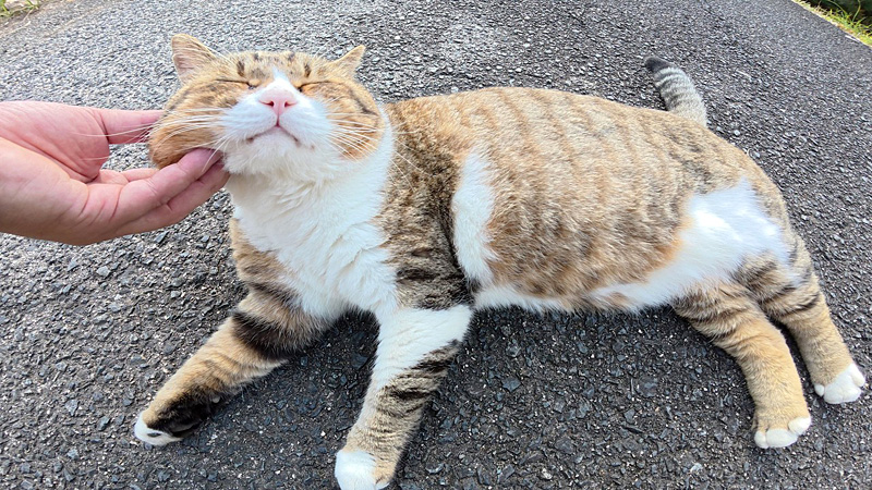 ほっぺをムニムニされる猫