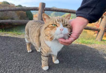 ほっぺをムニムニされた猫