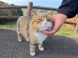 ほっぺをムニムニされた猫