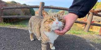 ほっぺをムニムニされた猫