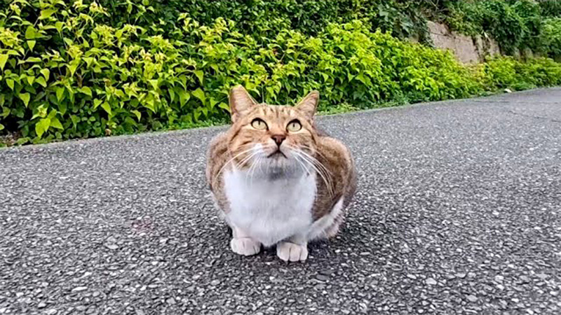 道の真ん中に座っていた猫