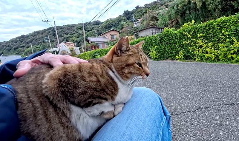 膝の上で撫でられる猫