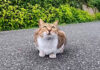 道の真ん中に座っていた猫さんを撫でると、喜んで膝の上に乗ってきて可愛い♪ 道の真ん中に座っていた猫