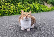 道の真ん中に座っていた猫さんを撫でると、喜んで膝の上に乗ってきて可愛い♪ 道の真ん中に座っていた猫