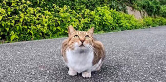 道の真ん中に座っていた猫