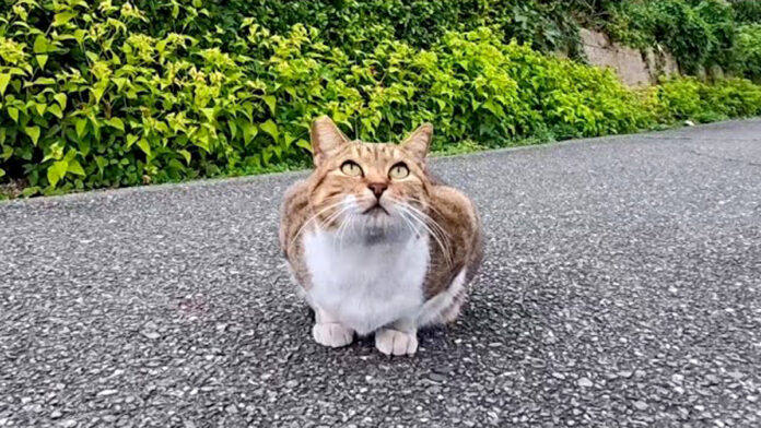 道の真ん中に座っていた猫