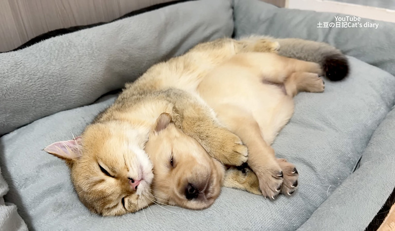 子犬を寝かしつける猫