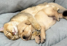 母親がいなくて泣き出した子犬。すると優しい猫が慰めにやって来て… 子犬を寝かしつける猫