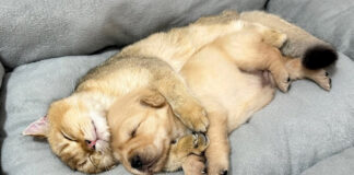 子犬を寝かしつける猫