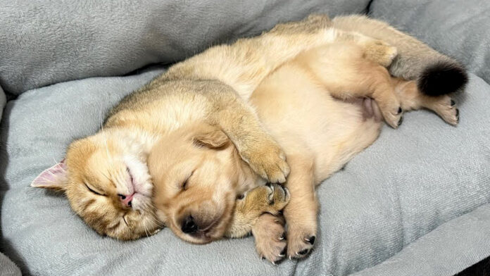 子犬を寝かしつける猫