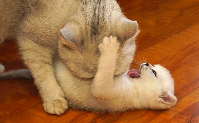 猫の親子の激しい攻防