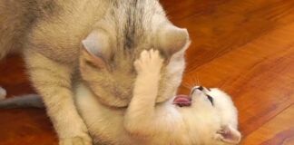 毛づくろいしたい母猫とされたくない子猫