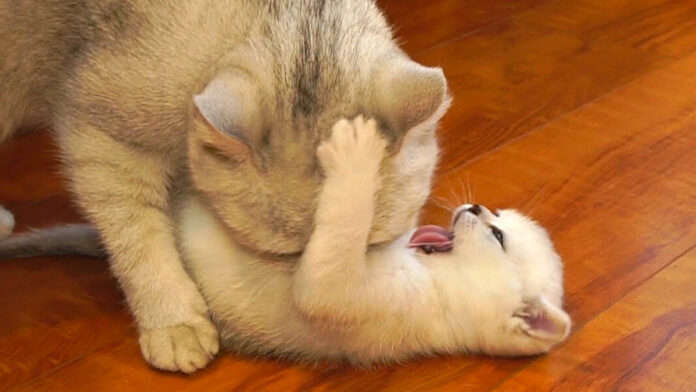 毛づくろいしたい母猫とされたくない子猫