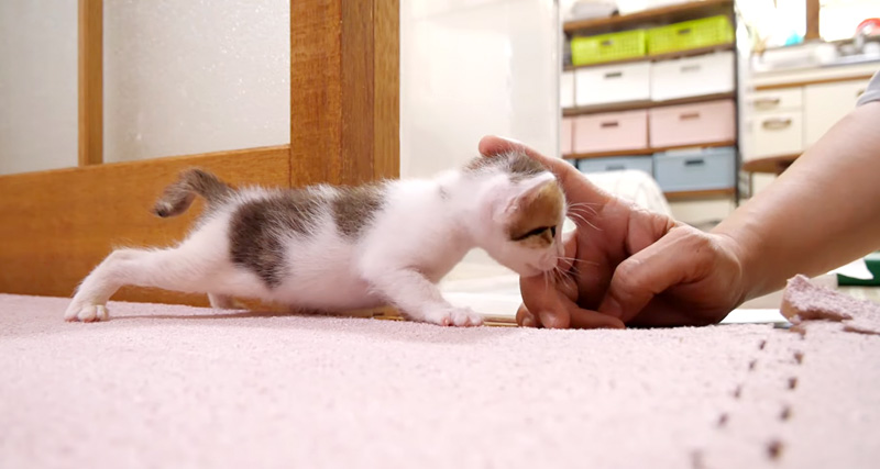 手にじゃれる子猫