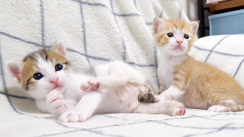 オモチャが気になる子猫達